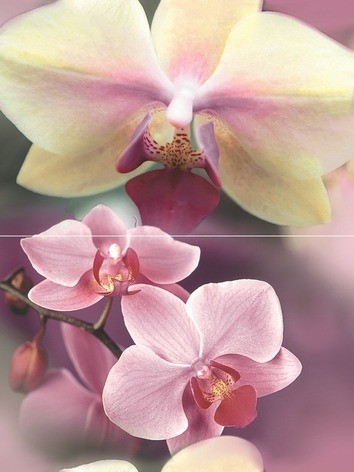 Blossom Панно P2D183 40×30 (из 2-х пл.)