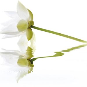 Керамическая плитка City White Lilies Панно 40x50 (2пл)