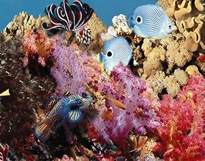 Керамическая плитка Ocean Reef 1 Декор 20x50