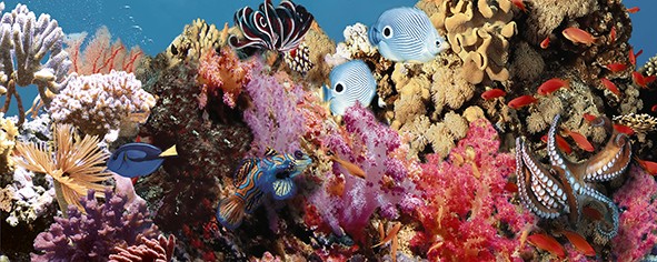 Ocean Reef 1 Декор 20×50