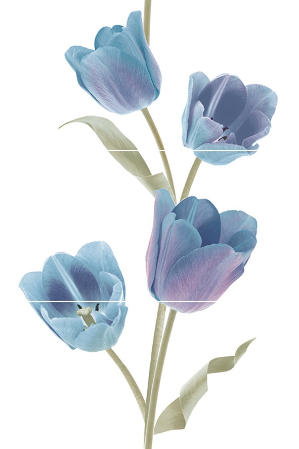 Tulips Frios Панно (из 3-х плиток) 50×75